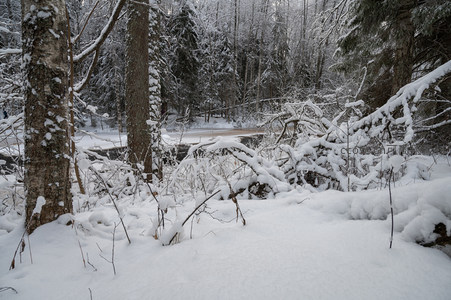 林间雪径旁枯枝覆雪如画