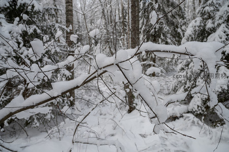 特写雪枝晶莹剔透如玉雕