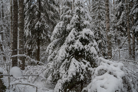 雪覆松林静谧冬日