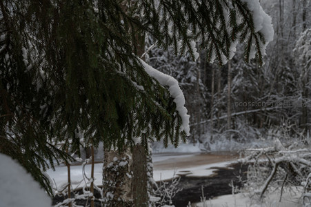 松针承雪特写镜头