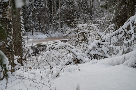 雪压枯枝静卧林间