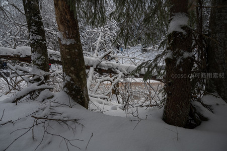 雪覆森林深处静谧小径