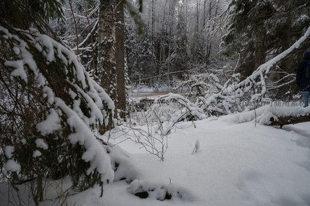 雪林小径行人踏雪而行