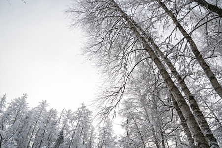 仰望雪后森林高耸树冠