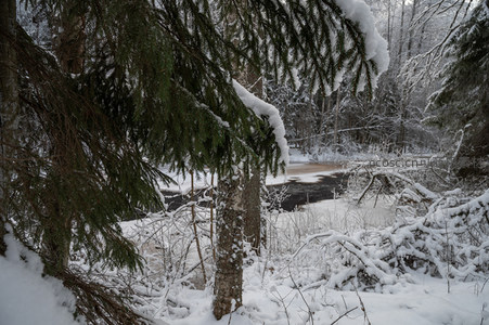 松枝垂雪掩映林间溪水