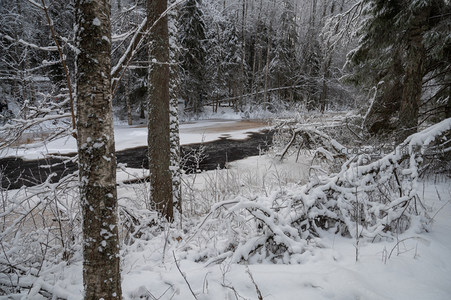 雪覆森林溪流静谧冬日景致