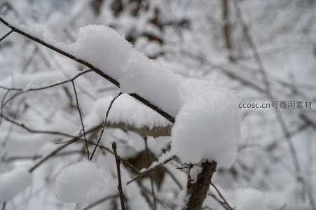 微距镜头下枝头积雪的晶莹