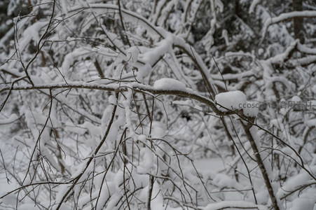交错枝桠披雪如画冬林