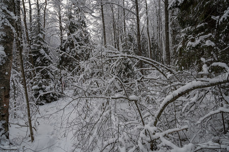 雪林深处路径隐现幽静秘境