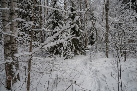 白桦与松林共舞雪中童话世界