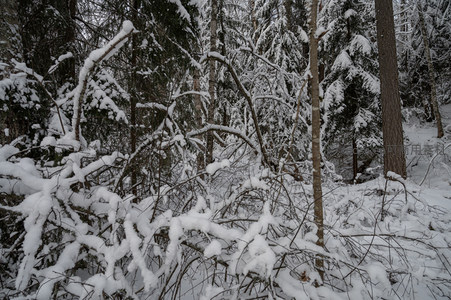 雪覆枝头静谧森林
