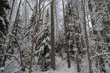林间雪径通幽处