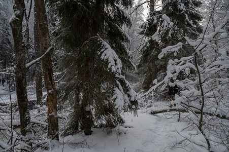 雪中松柏显苍劲