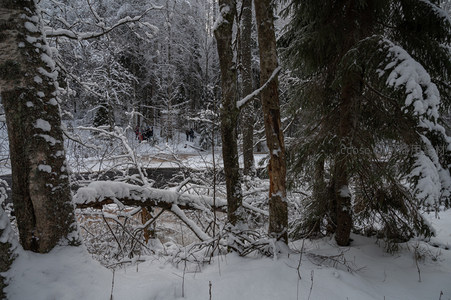 雪林深处有人家