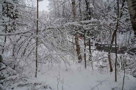 雪林小道行人踪