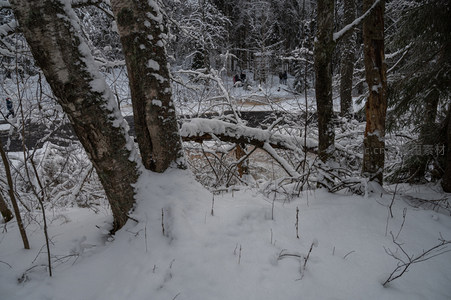 雪覆森林深处，树影斑驳如画