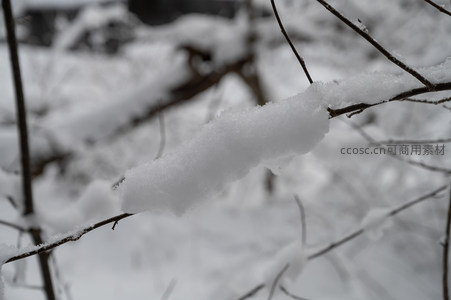 微距镜头下的雪枝晶莹剔透