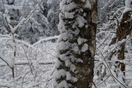 白桦树干披雪，苔藓点缀其间