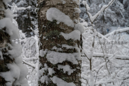 雪落树皮纹理，冬日静美画卷