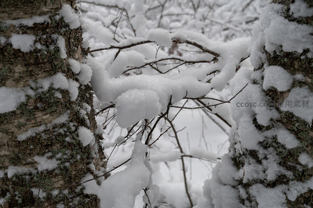 雪挂枝头，两树之间藏冬韵