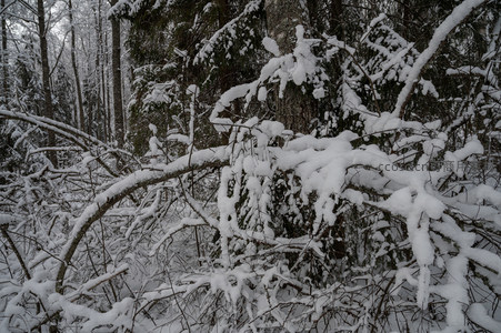 雪覆枝头静谧森林冬日特写