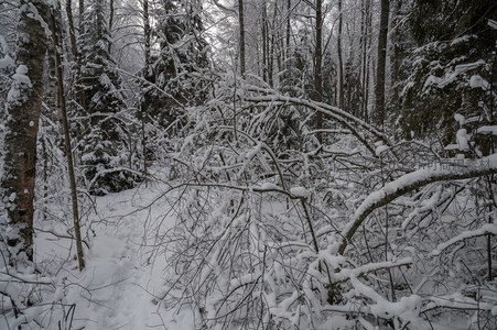 雪径蜿蜒林间小路通幽处