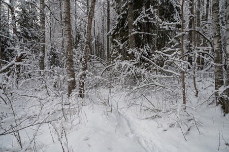 雪林深处白桦挺立足迹隐现