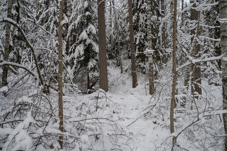 雪覆森林小径，静谧冬日秘境