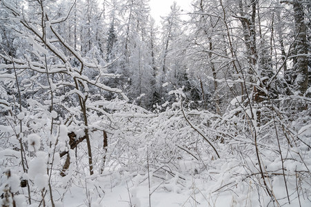 冰霜凝枝头，冬林如童话世界