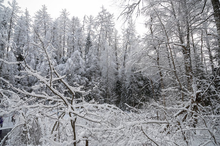 雪林深处，松柏傲立如画屏
