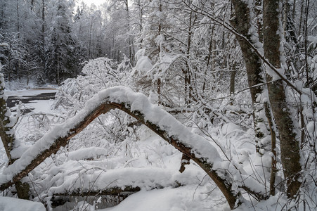断枝覆雪，自然雕琢冬之艺术