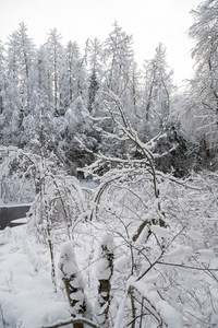 雪覆森林静谧如画，枝头挂霜映冬日