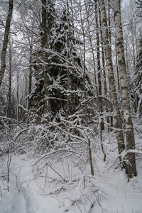 雪林深处幽径隐，树影婆娑伴冬寒