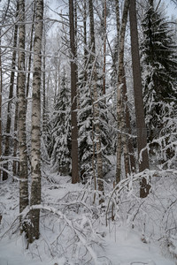白桦挺立雪林中，松针披霜映苍穹