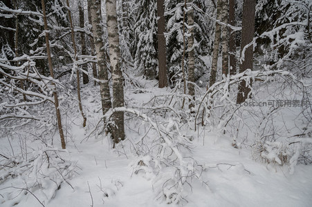雪野林间枯枝卧，银装素裹显苍茫