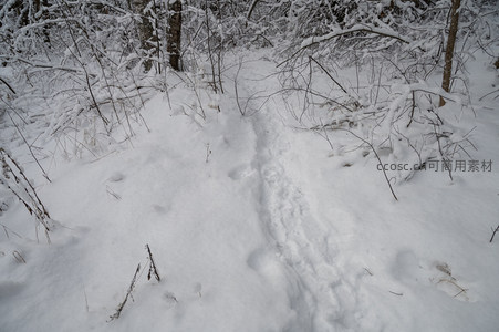 雪径蜿蜒林间过，足迹轻留冬日痕