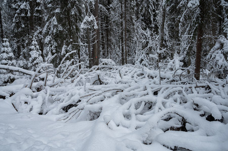 雪覆森林枯枝，静谧冬日画卷