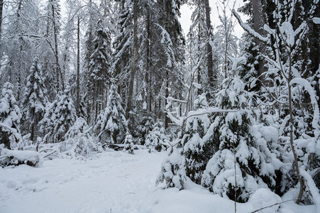 雪径穿林间，松柏披银装