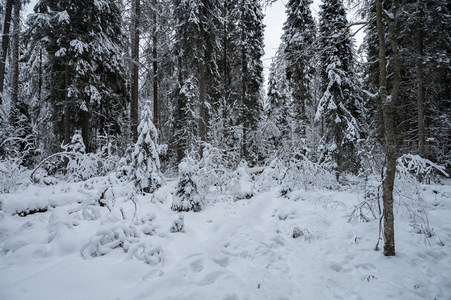 雪林深处，苍松傲立显幽静