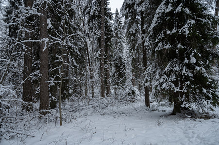 雪林小径，树影斑驳映素白