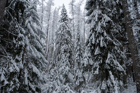 仰望雪松林，苍翠覆银装