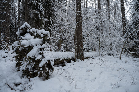 雪覆森林静谧景致