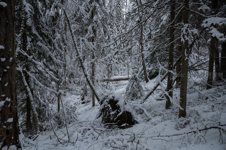 深林雪径幽静深处