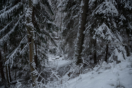 雪压松枝林间小道