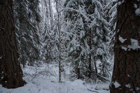 树隙窥见雪林深处