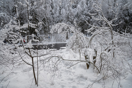 雪覆森林小径，静谧如画