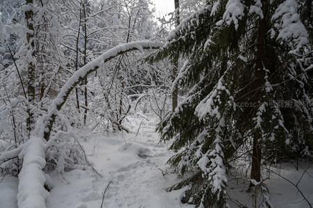 雪中林间小道，蜿蜒幽深