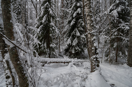 雪压松枝，林海静谧