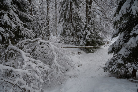雪径通幽，林影婆娑