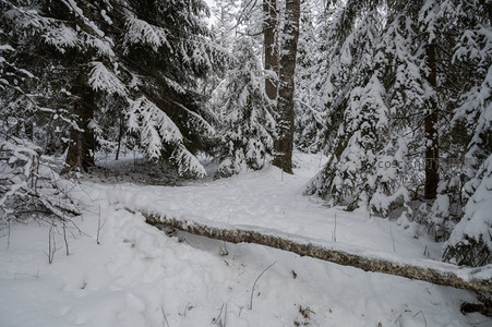 雪覆松林静谧小径